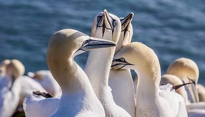 开云体育娱乐-日本队与传统强队展开激烈角逐，日本队与传统强队展开激烈角逐的区别