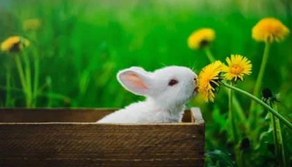 开云体育娱乐-日本队与传统强队展开激烈角逐，日本队与传统强队展开激烈角逐的区别